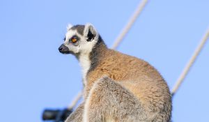 Preview wallpaper lemur, animal, tree, glance