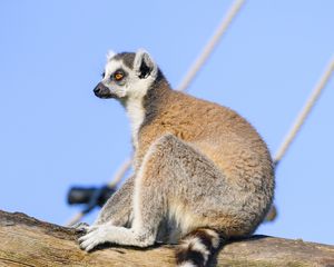 Preview wallpaper lemur, animal, tree, glance