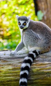 Preview wallpaper lemur, animal, wild, deck, nature