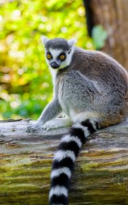 Preview wallpaper lemur, animal, wild, deck, nature