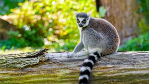 Preview wallpaper lemur, animal, wild, deck, nature