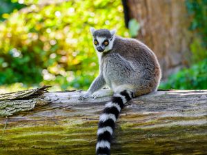 Preview wallpaper lemur, animal, wild, deck, nature