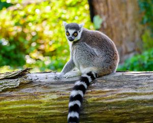 Preview wallpaper lemur, animal, wild, deck, nature