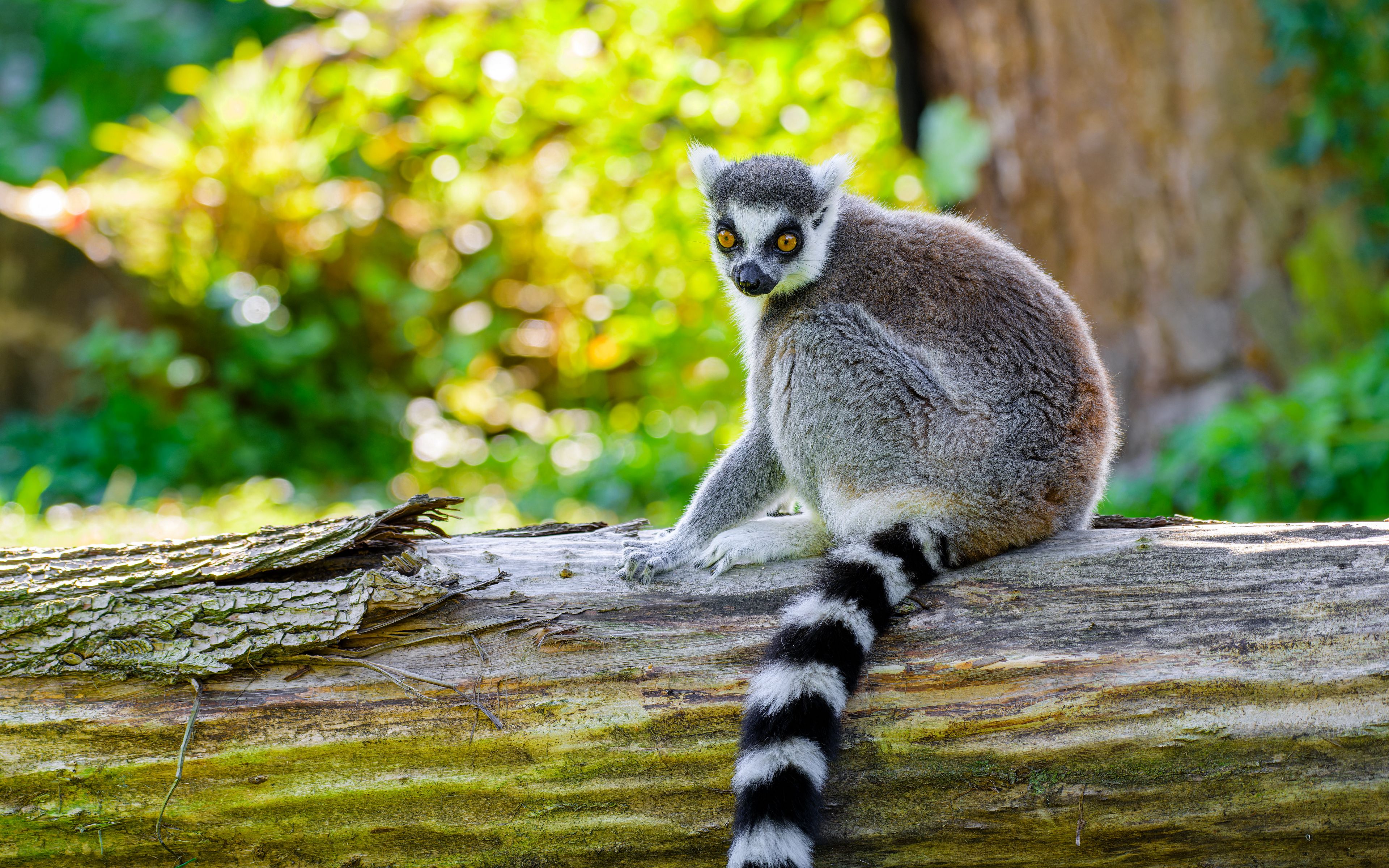 Download wallpaper 3840x2400 lemur, animal, wild, deck, nature 4k ultra ...