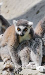 Preview wallpaper lemur, animal, wild, furry, funny