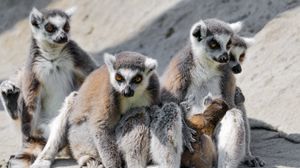 Preview wallpaper lemur, animal, wild, furry, funny