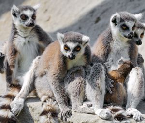 Preview wallpaper lemur, animal, wild, furry, funny