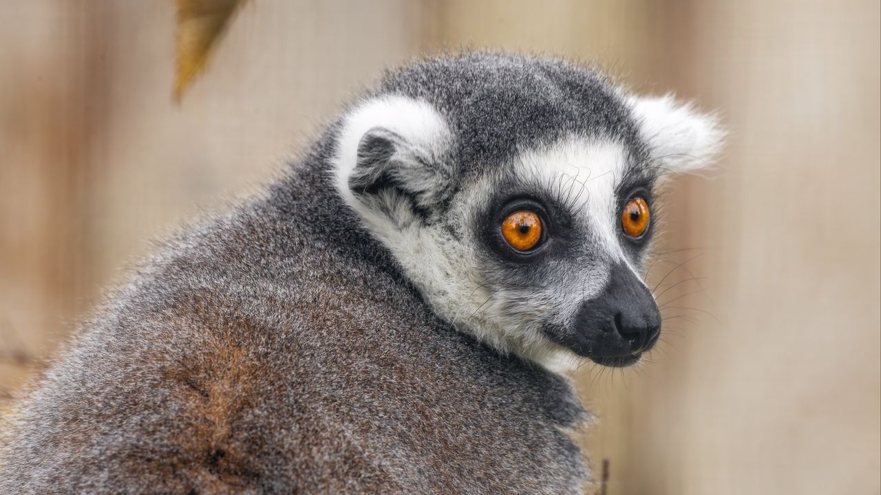 Wallpaper lemur, animal, wild nature, glance