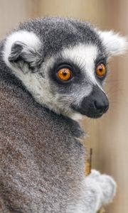 Preview wallpaper lemur, animal, wild nature, glance