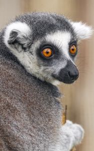 Preview wallpaper lemur, animal, wild nature, glance