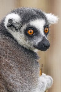 Preview wallpaper lemur, animal, wild nature, glance