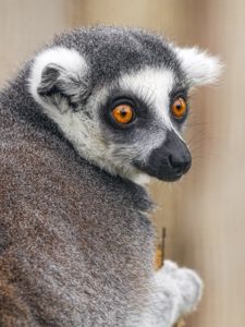 Preview wallpaper lemur, animal, wild nature, glance