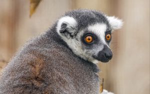 Preview wallpaper lemur, animal, wild nature, glance