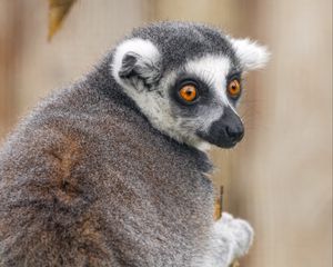 Preview wallpaper lemur, animal, wild nature, glance