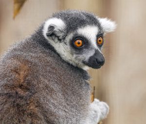 Preview wallpaper lemur, animal, wild nature, glance
