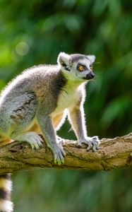 Preview wallpaper lemur, animal, wildlife, branch, bark