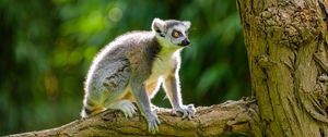 Preview wallpaper lemur, animal, wildlife, branch, bark