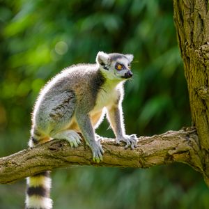 Preview wallpaper lemur, animal, wildlife, branch, bark