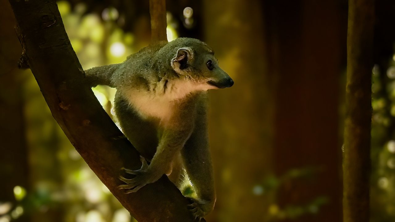 Wallpaper lemur, animal, wildlife, blur, tree