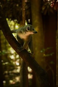 Preview wallpaper lemur, animal, wildlife, blur, tree