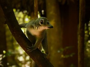 Preview wallpaper lemur, animal, wildlife, blur, tree