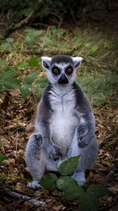 Preview wallpaper lemur, animal, wildlife, funny, fallen leaves