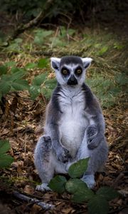 Preview wallpaper lemur, animal, wildlife, funny, fallen leaves