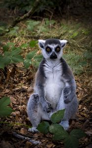 Preview wallpaper lemur, animal, wildlife, funny, fallen leaves