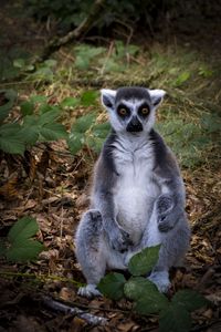 Preview wallpaper lemur, animal, wildlife, funny, fallen leaves