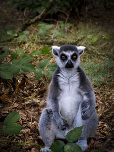 Preview wallpaper lemur, animal, wildlife, funny, fallen leaves