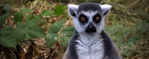 Preview wallpaper lemur, animal, wildlife, funny, fallen leaves