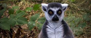 Preview wallpaper lemur, animal, wildlife, funny, fallen leaves