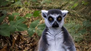 Preview wallpaper lemur, animal, wildlife, funny, fallen leaves