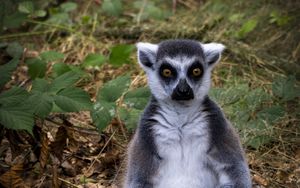 Preview wallpaper lemur, animal, wildlife, funny, fallen leaves