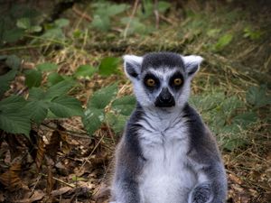 Preview wallpaper lemur, animal, wildlife, funny, fallen leaves