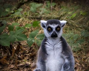 Preview wallpaper lemur, animal, wildlife, funny, fallen leaves