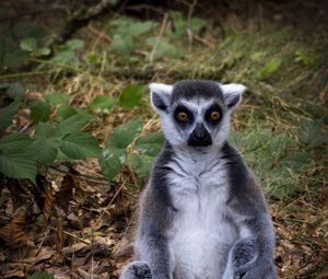 Preview wallpaper lemur, animal, wildlife, funny, fallen leaves