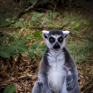 Preview wallpaper lemur, animal, wildlife, funny, fallen leaves