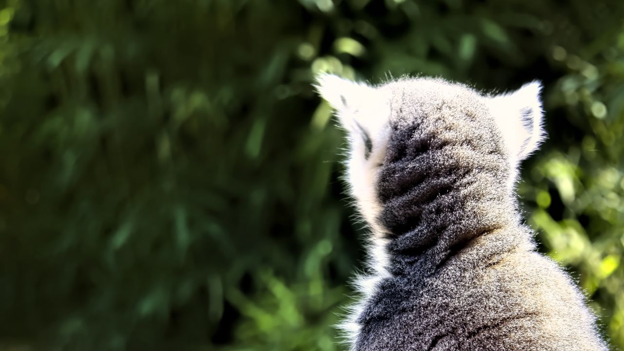 Wallpaper lemur, animal, wildlife, blur