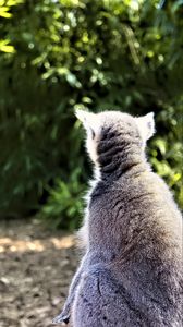 Preview wallpaper lemur, animal, wildlife, blur