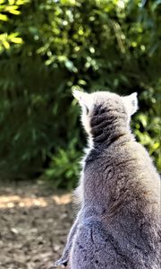 Preview wallpaper lemur, animal, wildlife, blur