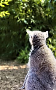 Preview wallpaper lemur, animal, wildlife, blur