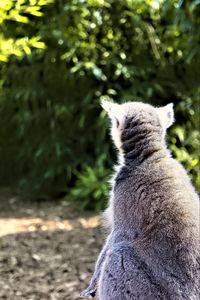 Preview wallpaper lemur, animal, wildlife, blur