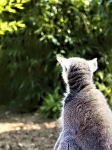 Preview wallpaper lemur, animal, wildlife, blur