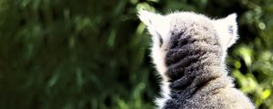 Preview wallpaper lemur, animal, wildlife, blur