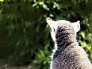 Preview wallpaper lemur, animal, wildlife, blur