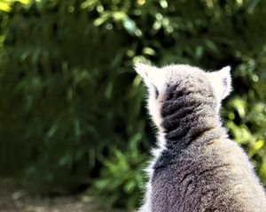 Preview wallpaper lemur, animal, wildlife, blur