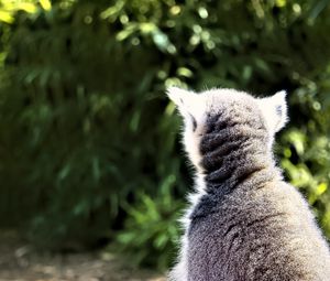 Preview wallpaper lemur, animal, wildlife, blur