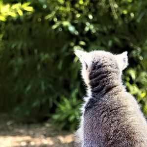 Preview wallpaper lemur, animal, wildlife, blur