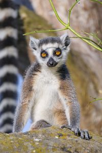 Preview wallpaper lemur, animal, wildlife